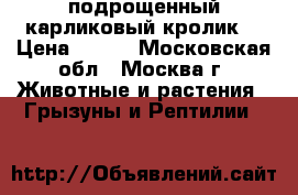 подрощенный карликовый кролик. › Цена ­ 500 - Московская обл., Москва г. Животные и растения » Грызуны и Рептилии   